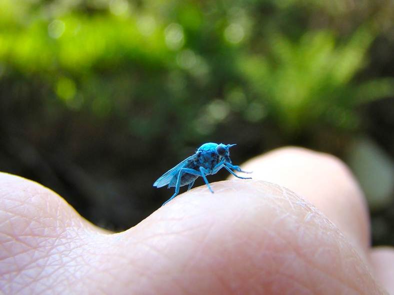 bluefly